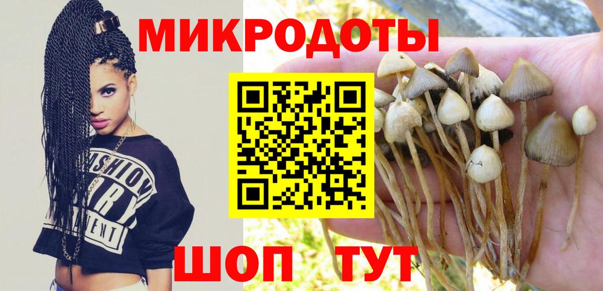 Псилоцибиновые грибы Cubensis Новокубанск